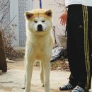 아키타 이미지