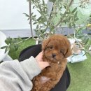 야옹아멍멍해봐삼각점 이미지