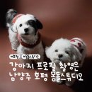애플동물병원 | [호평] 강아지 증명사진 스튜디오 몽돌스튜디오 촬영 후기 | 반려견 프로필 사진 | 반려동물 동반 🐶