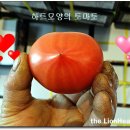다해농장 Daum카페