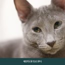 파주동물병원 에덴동물의료센터 진료비와 검사 항목 정리하기
