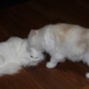 그루밍 나나 이미지