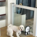 숲속앤독 | [평택 애견카페] 숲속앤독 방문후기 / 애견포토존 예쁜 카페