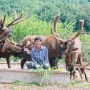 풍천사슴농장 네이버블로그