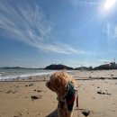 애견마을 이미지