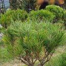 안식목장 이미지