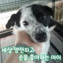 (10.11 안락사) 오레오오즈 닮은 강쥐 임시보호로 살려주세요 / 5kg / 1살/ 입질없음,순함 이미지