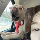 독독펜션 | 경남 애견펜션 추천! 거제도 독독펜션 내돈내산 솔직방문후기입니당:)