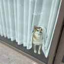 그루밍무무 이미지