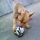 오공이 농장 이미지