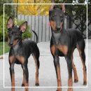 맨체스터 이미지