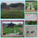 롯데아라 | [공지] 함안 아라홍련 언제 가야 가장 예쁠까?개화시기•입장료•새벽 방문 후기
