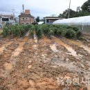 죽능3리 이미지