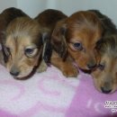 리코리아몰 이미지