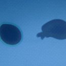 골드라벨 이미지