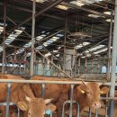 황금누리농장 이미지