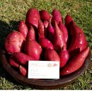 팔봉농장 이미지