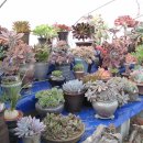 둘리 농장 이미지