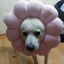 꽃개 이미지