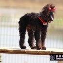쁘띠몽 이미지