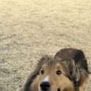 라지독스 이미지