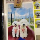 딩동댕댕 이미지