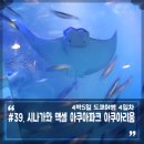 맥셀 아쿠아파크 시나가와 도쿄 아쿠아리움 돌고래쇼 후기