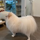 언제나 사랑할개 이미지