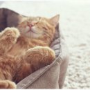 이프동물의료센터 이미지