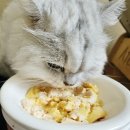 (주)마코펫 이미지