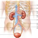 콩팥이 안 좋으면 신장이 안 좋을 때 이상 그리고 콩팥 신장 위치 이미지