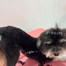 댕그랑댕 이미지