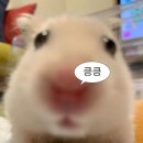 (주)평진환경 달성군지점 | 🫧 러쉬 알바 후기 | I형인 내가 러쉬 알바를? 솔직 후기! + 면접 &amp; 업무 이야기