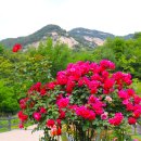 장미정원 이미지