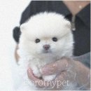 도로시펫강아지고양이
