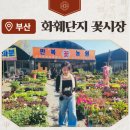 반송시장1번공영주차장 내 | 부산 꽃시장 해운대수목원 근처 반송 석대화훼단지