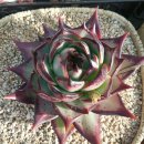 가브리엘농장 이미지