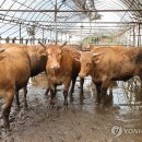 축사 이미지