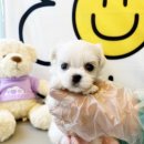 베베독 강아지분양 대구본점 이미지