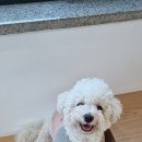 아르멍미르멍 이미지