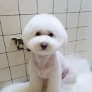 깐돌이네 애견미용호텔 이미지