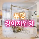 가로수동물병원 | 부평 강아지입양 신중한 선택을 위한 현실적인 가이드