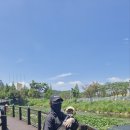 행복한강아지 이미지