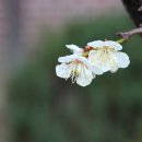 개림초등학교 이미지