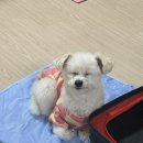 리본동물의료센터 이미지