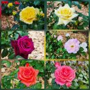 Olympic Park Rose Plaza 이미지