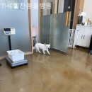 THE힘찬동물병원 이미지