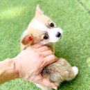 해피애견타운 분당판교점 이미지