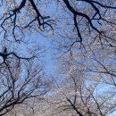 대왕수천 이미지