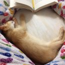 소중하냥 이미지